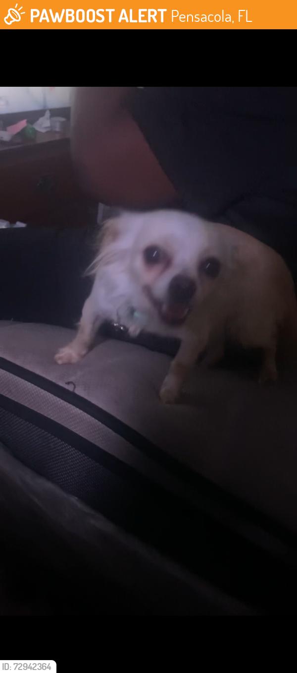 Found/Stray Female Dog last seen Gadsen , Pensacola, FL 32501