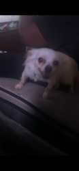 Found/Stray Female Dog last seen Gadsen , Pensacola, FL 32501