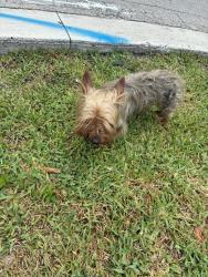 Reunited Male Dog last seen Royal Palm Garden area on 19st, Fort Lauderdale, FL 33311