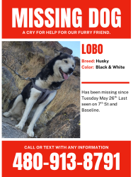 Lost Male Dog last seen 7th Street and Baseline, Phoenix, AZ 85042