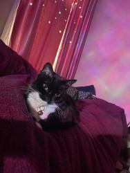 Reunited Female Cat last seen Farnham road , Greater London, England IG3 8QD