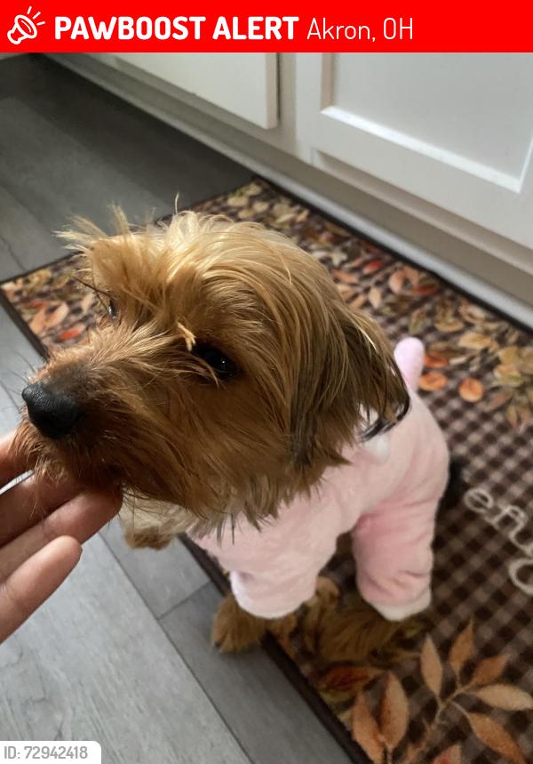 Lost Male Dog last seen Winton , Hardesty , Hartford , Akron, OH 44320