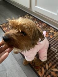 Lost Male Dog last seen Winton , Hardesty , Hartford , Akron, OH 44320
