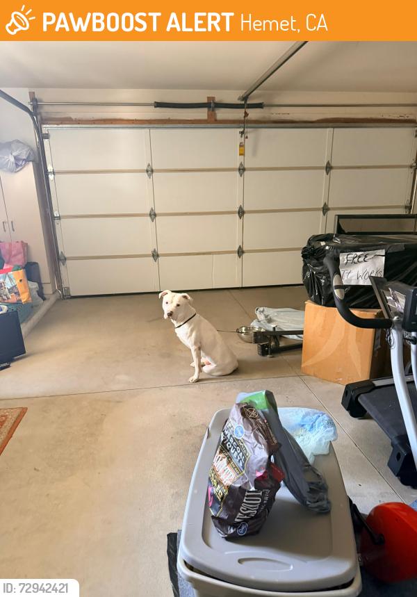 Found/Stray Male Dog last seen Alondra Drive Hemet , Hemet, CA 92545
