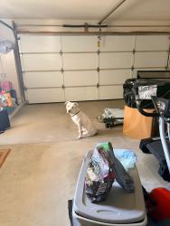 Found/Stray Male Dog last seen Alondra Drive Hemet , Hemet, CA 92545