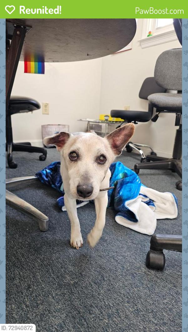 Reunited Male Dog last seen Wallar Ave, Lexington, KY 40503