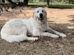 Reunited Female Dog last seen Mars Hill Rd & Old Mountain Rd., Cobb County, GA 30127