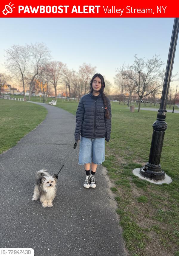 Lost Female Dog last seen Near fir  ave valley stream, Valley Stream, NY 11580