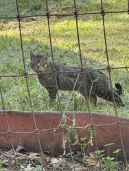 Found/Stray Unknown Cat last seen Blacks Ln and Cold Springs Road. 95667, Placerville, CA 95667