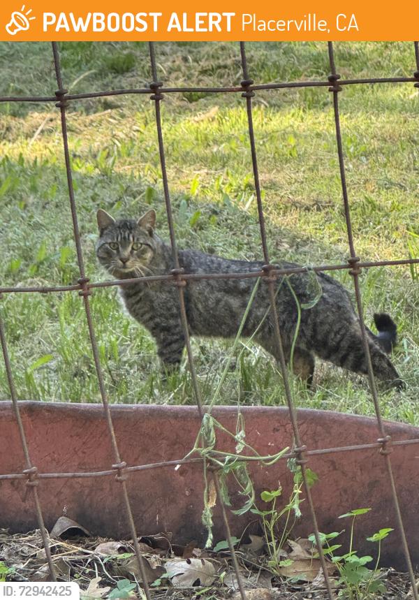 Found/Stray Unknown Cat last seen Blacks Ln and Cold Springs Road. 95667, Placerville, CA 95667