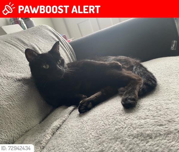 Lost Male Cat last seen North heath high street, Greater London, England DA8 3EN