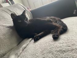 Lost Male Cat last seen North heath high street , Greater London, England DA8 3EN