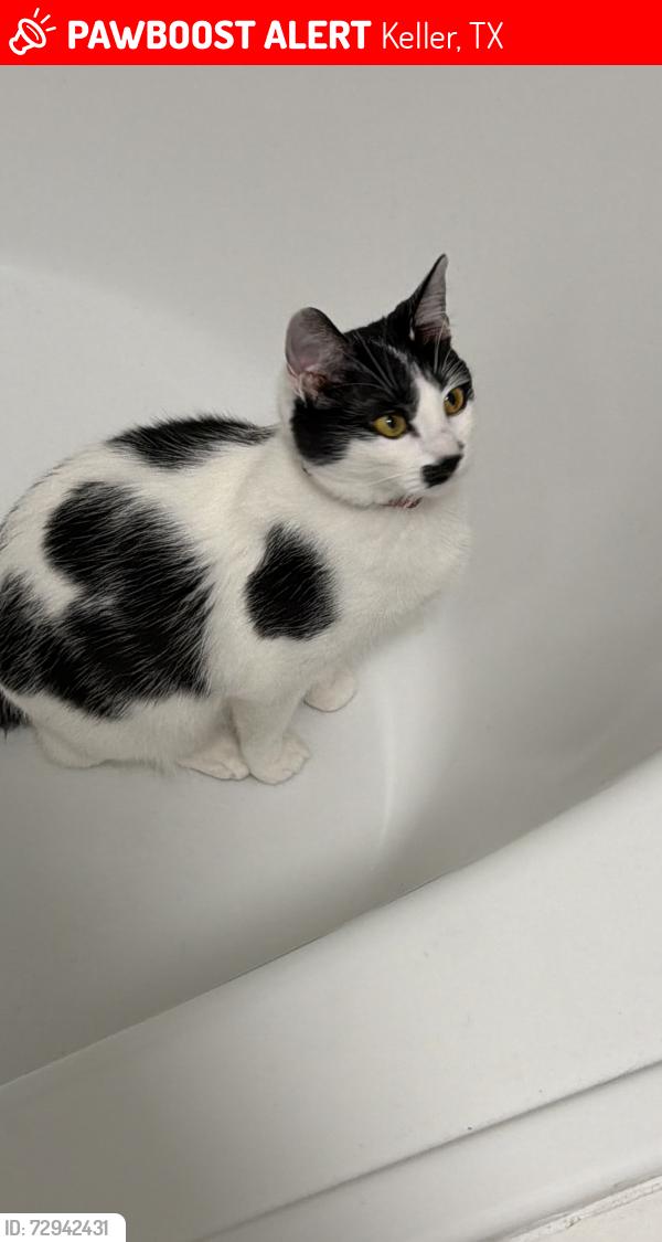 Lost Female Cat last seen Rapp and Rufe Snow, Keller, TX 76248