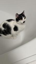 Lost Female Cat last seen Rapp and Rufe Snow, Keller, TX 76248