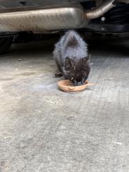 Found/Stray Unknown Cat last seen Big Springs Ridge Rd, Friendsville, TN 37737