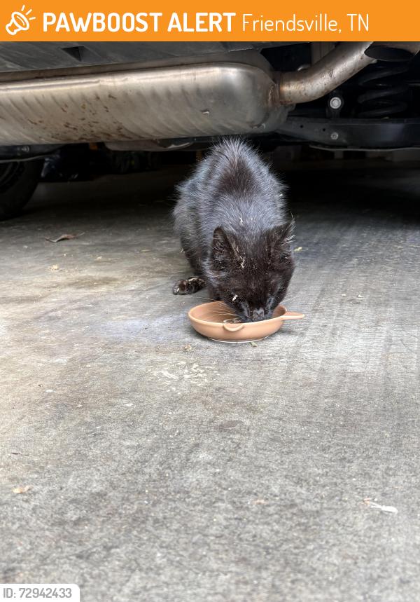 Found/Stray Unknown Cat last seen Big Springs Ridge Rd, Friendsville, TN 37737
