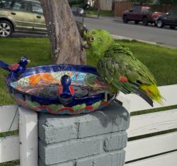 Lost Male Bird last seen Sienna Dr & Candler Ave, San Jose, CA 95127