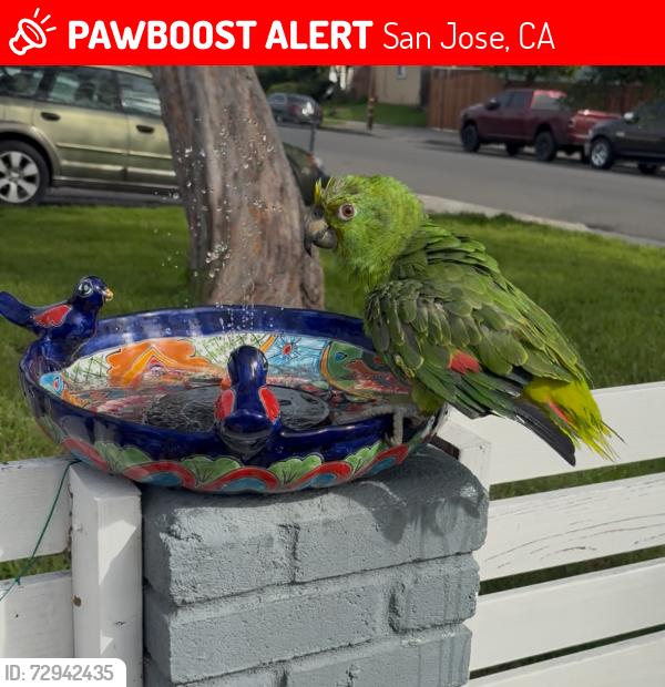 Lost Male Bird last seen Sienna Dr & Candler Ave, San Jose, CA 95127