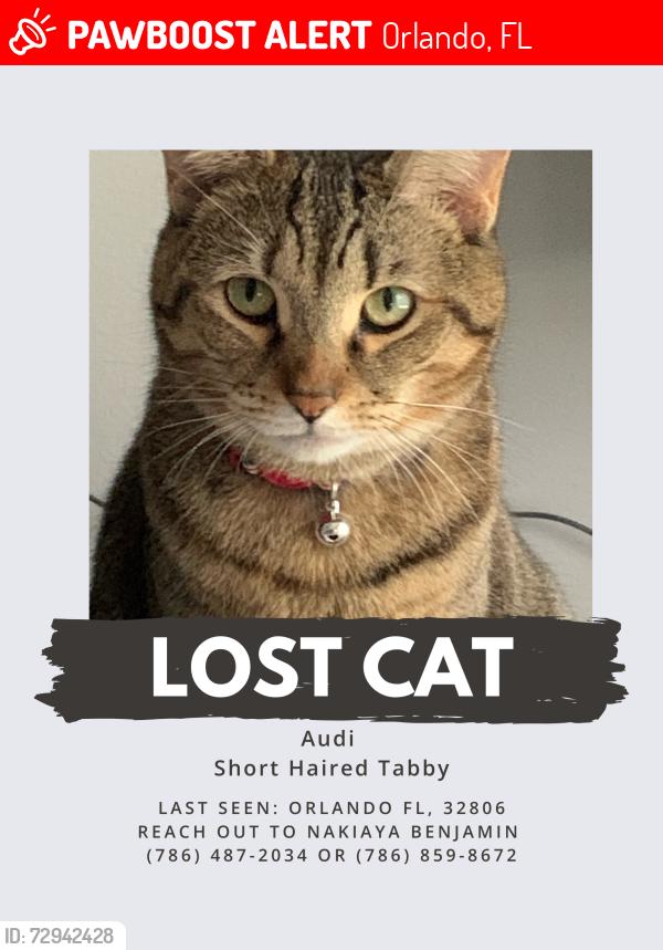 Lost Female Cat last seen Wawa, Orlando, FL 32806