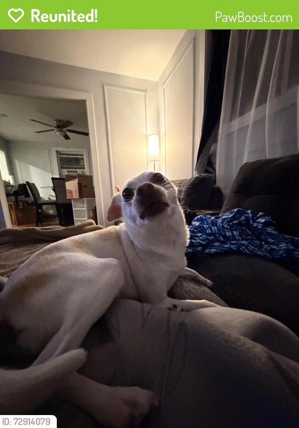 Reunited Male Dog last seen Kelly miller middle school, Washington, DC 20019