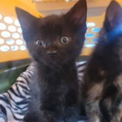 Shelter Stray Male Cat last seen Memphis, TN 38105, Bartlett, TN 38134