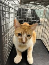 Shelter Stray Male Cat last seen Cleburne, TX 76033, Cleburne, TX 76033
