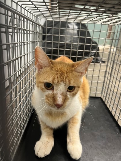Shelter Stray Male Cat last seen Cleburne, TX 76033, Cleburne, TX 76033