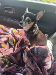 Reunited Female Dog last seen At home, Green Bay, WI 54303