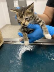 Shelter Stray Male Cat last seen Gaston County, NC , Gastonia, NC 28052