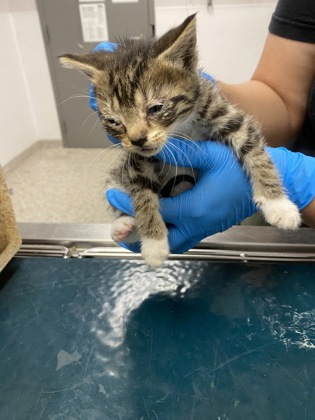 Shelter Stray Male Cat last seen Gaston County, NC , Gastonia, NC 28052