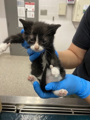 Shelter Stray Male Cat last seen Gaston County, NC , Gastonia, NC 28052
