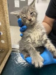 Shelter Stray Male Cat last seen Gaston County, NC , Gastonia, NC 28052