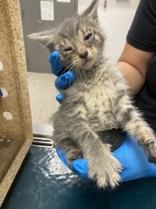 Shelter Stray Male Cat last seen Gaston County, NC , Gastonia, NC 28052