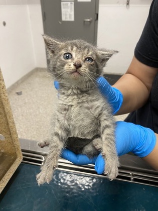 Shelter Stray Female Cat last seen Gaston County, NC , Gastonia, NC 28052