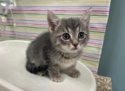 Shelter Stray Male Cat last seen Oak Terrace Blvd, 43528, OH, Maumee, OH 43537