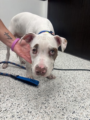 Shelter Stray Female Dog last seen Atlanta, GA 30318, Atlanta, GA 30336