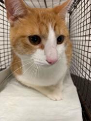 Shelter Stray Male Cat last seen Near Asheville Hwy, Knox County GP, TN, Knoxville, TN 37919