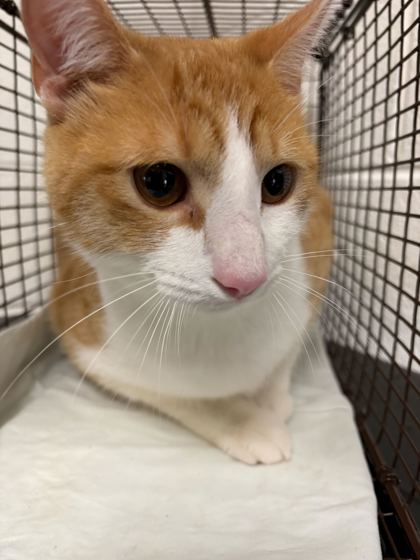 Shelter Stray Male Cat last seen Near Asheville Hwy, Knox County GP, TN, Knoxville, TN 37919
