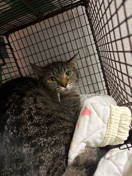 Shelter Stray Female Cat last seen Knoxville, TN 37920, Knoxville, TN 37919