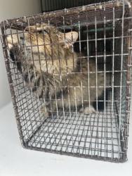 Shelter Stray Female Cat last seen Knoxville, TN 37920, Knoxville, TN 37919