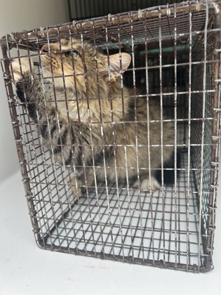 Shelter Stray Female Cat last seen Knoxville, TN 37920, Knoxville, TN 37919