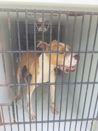 Shelter Stray Female Dog last seen Atlanta, GA 30354, Atlanta, GA 30336