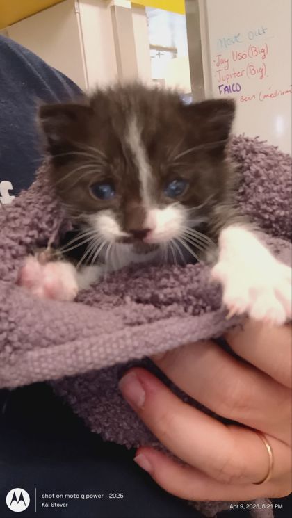 Shelter Stray Male Cat last seen Atlanta, GA 30311, Atlanta, GA 30336