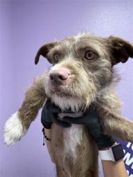 Shelter Stray Female Dog last seen El Paso, TX 79928, Fort Bliss, TX 79906