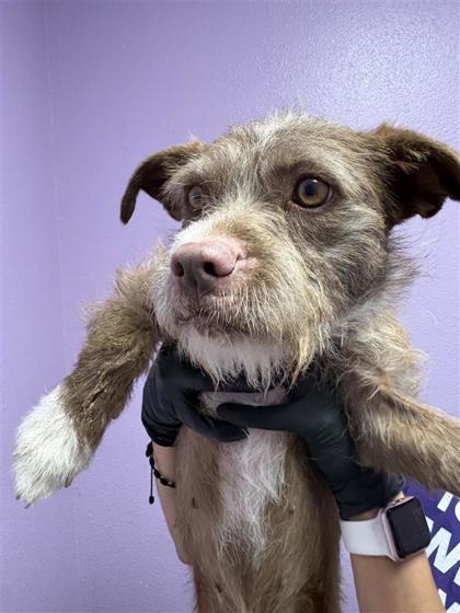 Shelter Stray Female Dog last seen El Paso, TX 79928, Fort Bliss, TX 79906