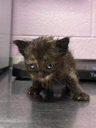 Shelter Stray Female Cat last seen El Paso, TX 79936, Fort Bliss, TX 79906