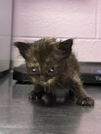 Shelter Stray Female Cat last seen El Paso, TX 79936, Fort Bliss, TX 79906