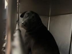 Shelter Stray Female Dog last seen Near OSWEGO ST, 70805, LA, Baton Rouge, LA 70820
