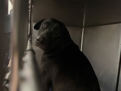 Shelter Stray Female Dog last seen Near OSWEGO ST, 70805, LA, Baton Rouge, LA 70820