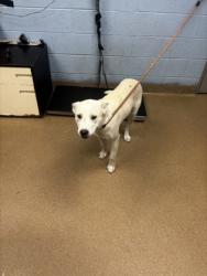 Shelter Stray Male Dog last seen Near Bond Dr Ellenwood, GA 30294, 30294, GA, Atlanta, GA 30341